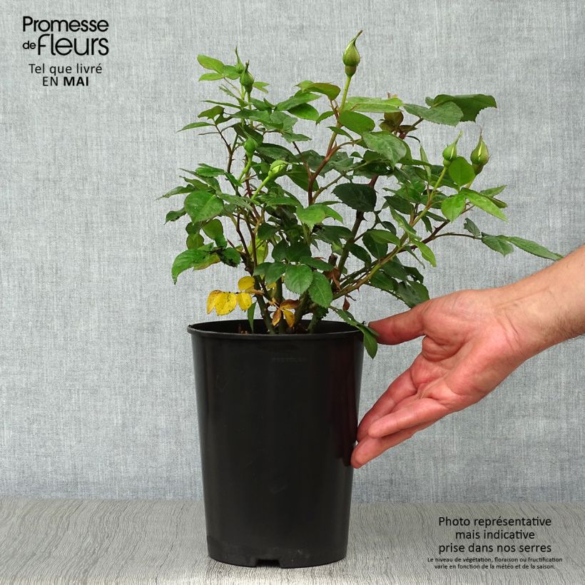 Rosa polyantha Bernstein Rose Taneitber Vaso da 2L/3L esemplare consegnato in primavera