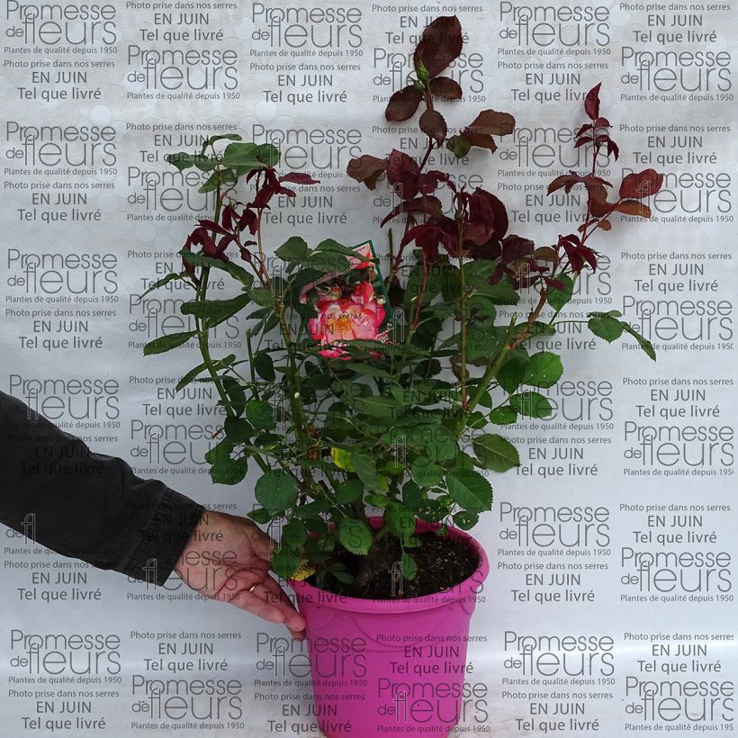 Esempio di esemplare Rosa polyantha Betty Boop Vaso da 4L/5L come consegnato