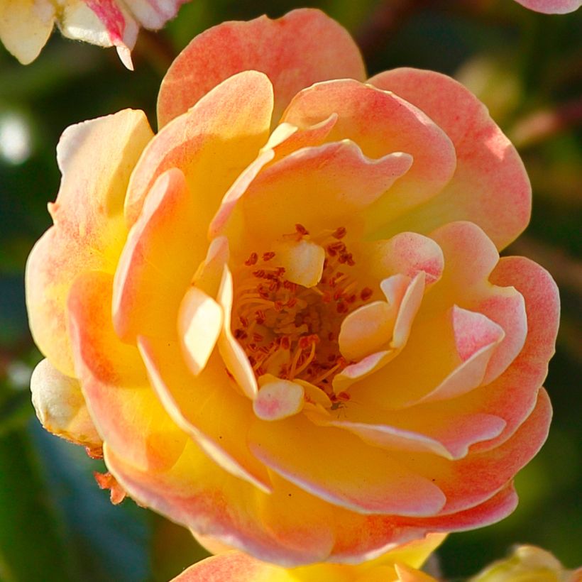 Rosa polyantha Bees Paradise Fruity (Fioritura)