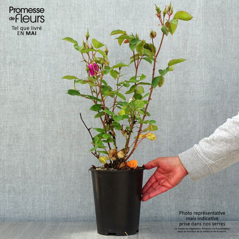 Rosa Floribunda Bluebell Vaso da 4L/5L esemplare consegnato in primavera