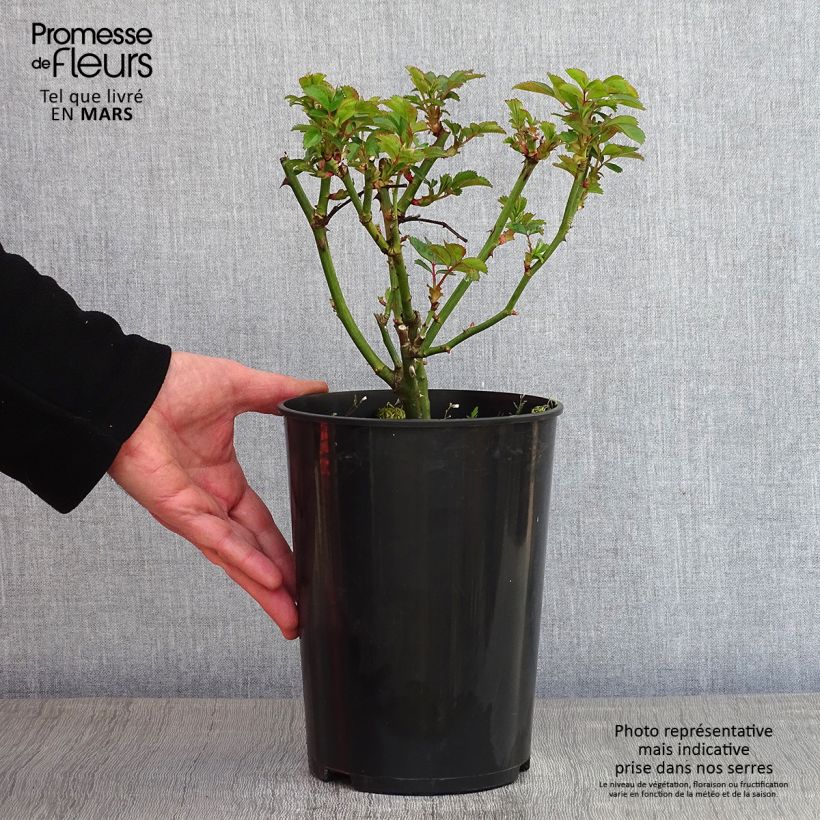 Rosa moscata Bouquet Parfait Vaso da 4L/5L esemplare consegnato in inverno