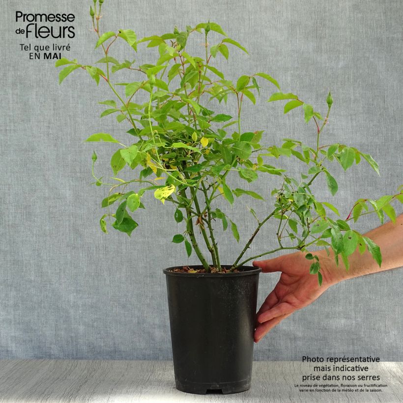 Rosa Floribunda Burgundy Ice Vaso da 2L/3L esemplare consegnato in primavera