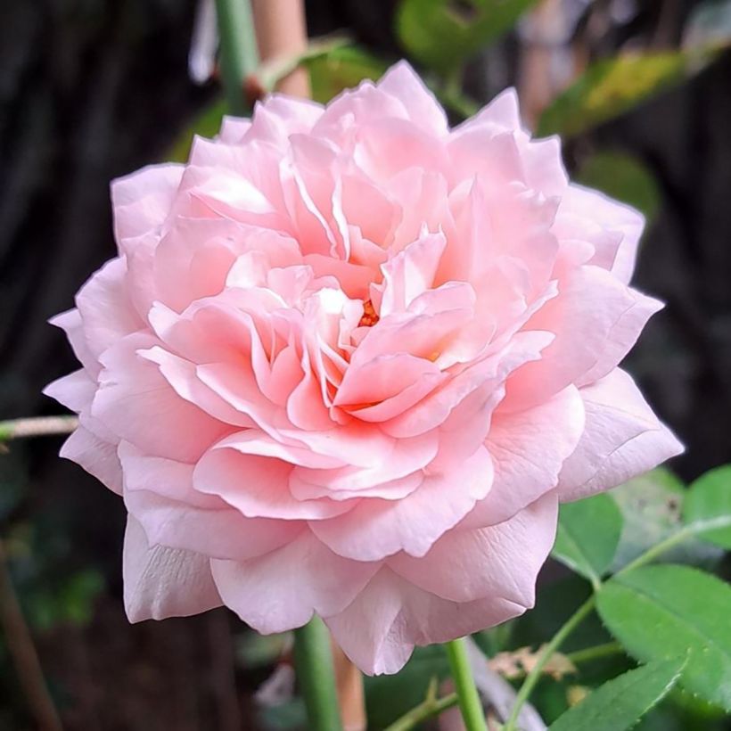 Rosa polyantha Catherine Meurisse (Fioritura)