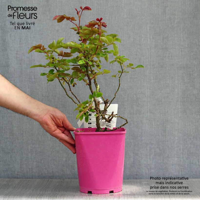 Rosa polyantha Folle Courtisane Delparfroni Vaso da 4L/5L esemplare consegnato in primavera