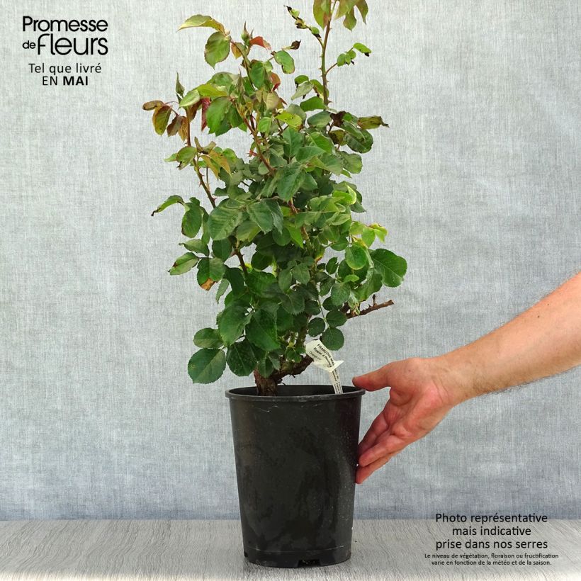 Rosa polyantha François Mauriac Vaso da 4L/5L esemplare consegnato in primavera