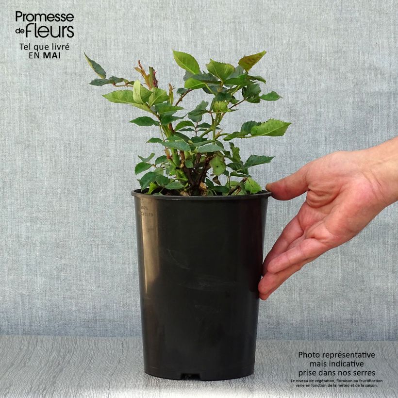 Rosa polyantha Friesia Vaso da 2L/3L esemplare consegnato in primavera