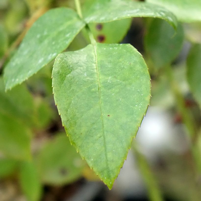 Rosa polyantha Garance (Fogliame)