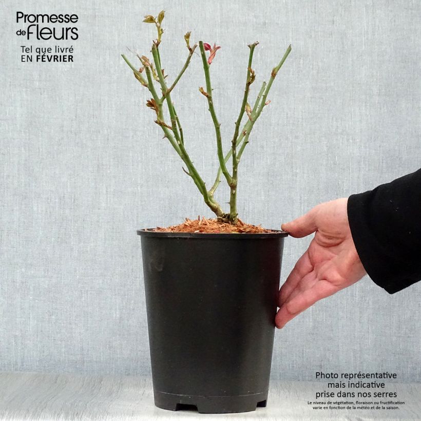 Rosa Floribunda Garden of Roses Vaso da 4L/5L esemplare consegnato in inverno