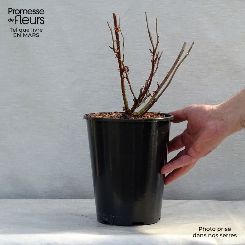 Rosa polyantha Laminuette Vaso da 2L/3L esemplare consegnato in inverno