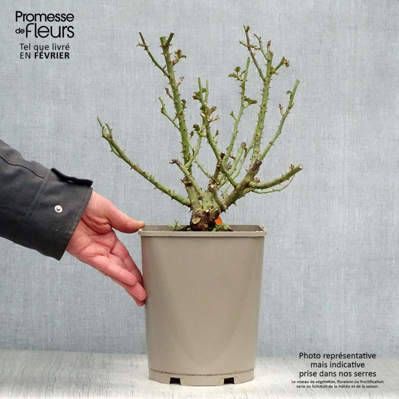 Rosa polyantha Leonardo Da Vinci Vaso da 4L/5L esemplare consegnato in inverno