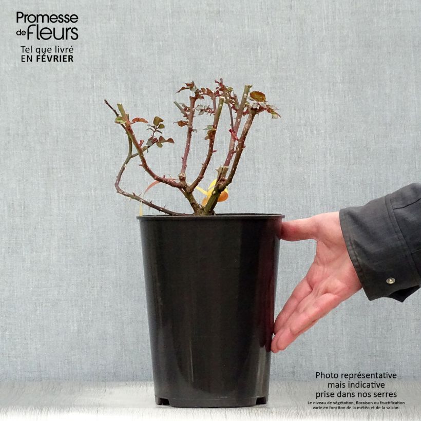 Rosa polyantha Leonardo Da Vinci Vaso da 2L/3L esemplare consegnato in inverno
