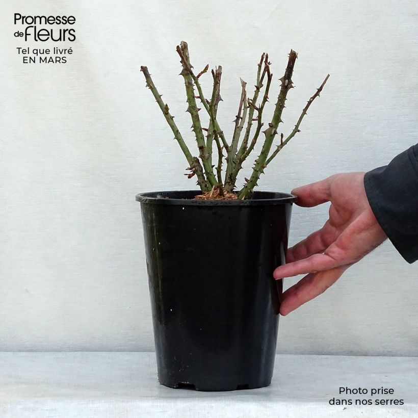 Rosa polyantha Lili Marleen Vaso da 4L/5L esemplare consegnato in inverno