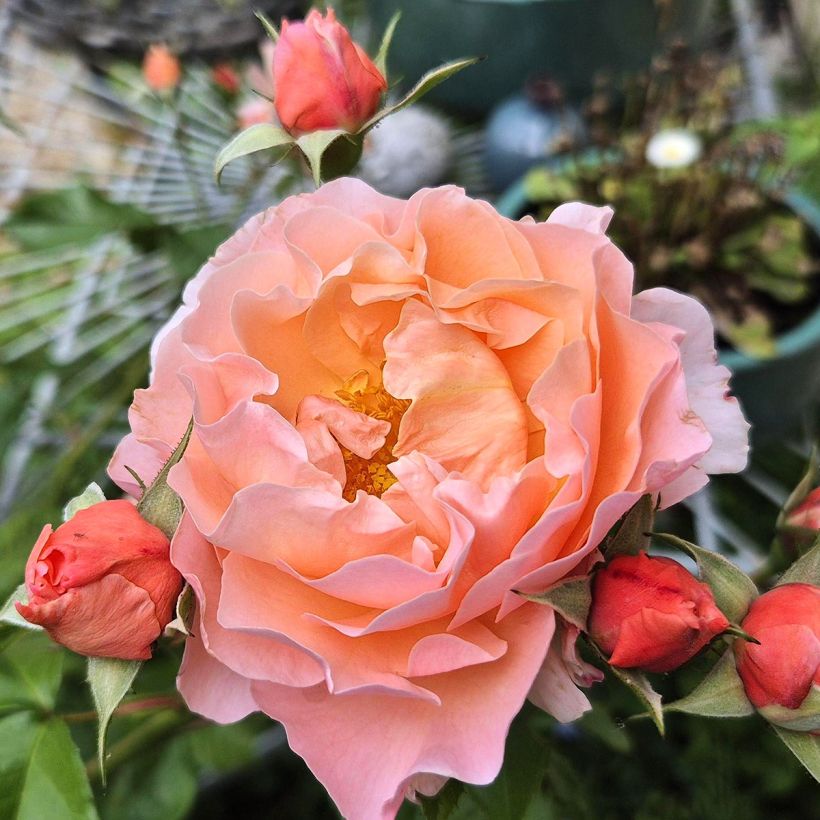 Rosa polyantha Marie Curie (Fioritura)