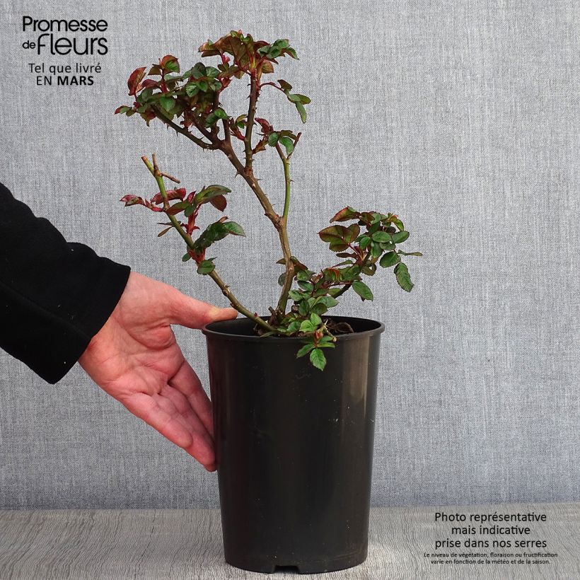 Rosa polyantha Marie Curie Vaso da 2L/3L esemplare consegnato in inverno