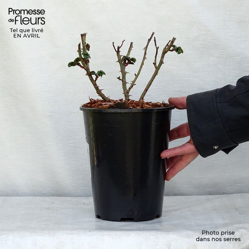 Rosa polyantha Marie Curie Vaso da 2L/3L esemplare consegnato in primavera