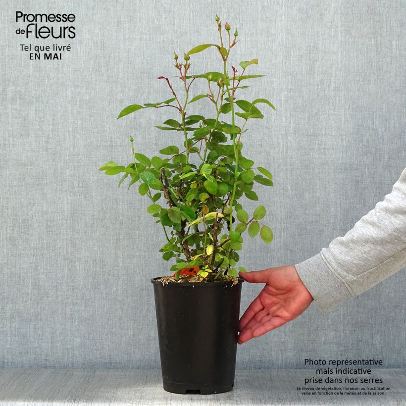 Rosa Marina Picasso Vaso da 4L/5L esemplare consegnato in primavera