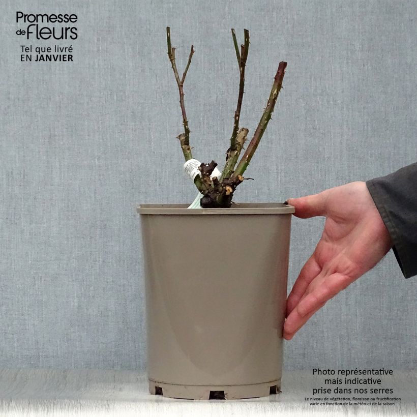 Rosa polyantha Martin des Senteurs Vaso da 4L/5L esemplare consegnato in inverno