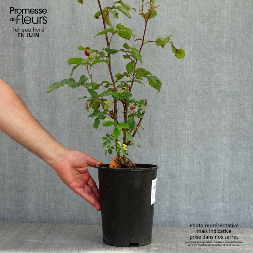 Rosa Floribunda Message d'Espoir Vaso da 4L/5L esemplare consegnato in primavera