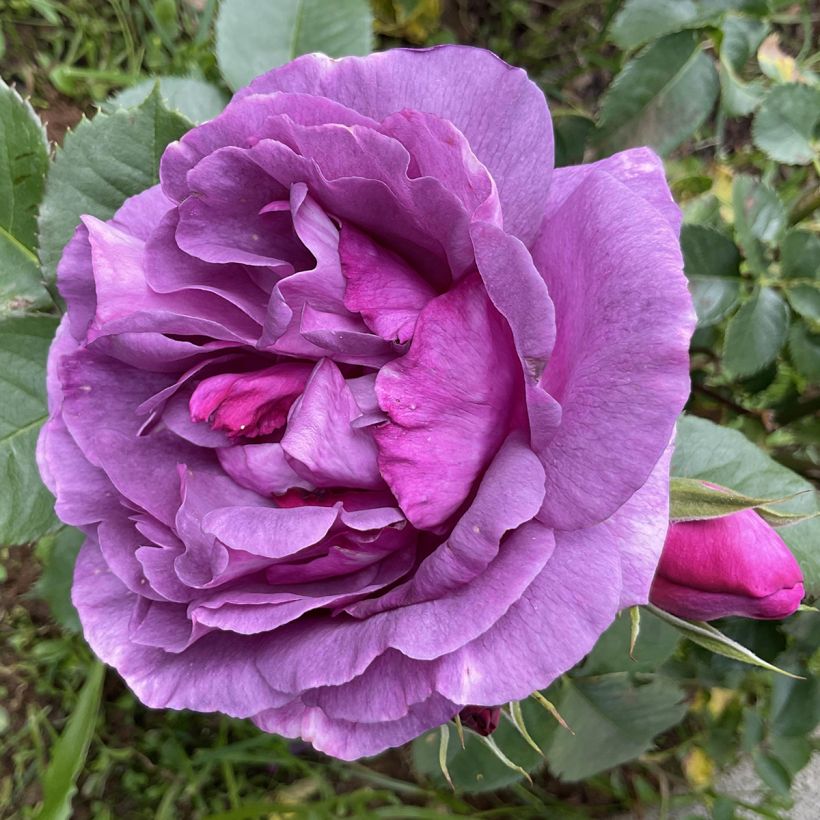 Rosa polyantha Minerva (Fioritura)
