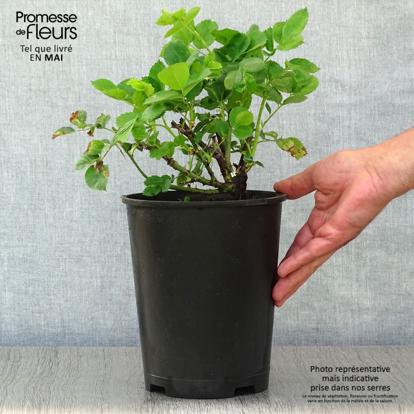 Rosa polyantha Minerva Vaso da 3L/4L esemplare consegnato in primavera