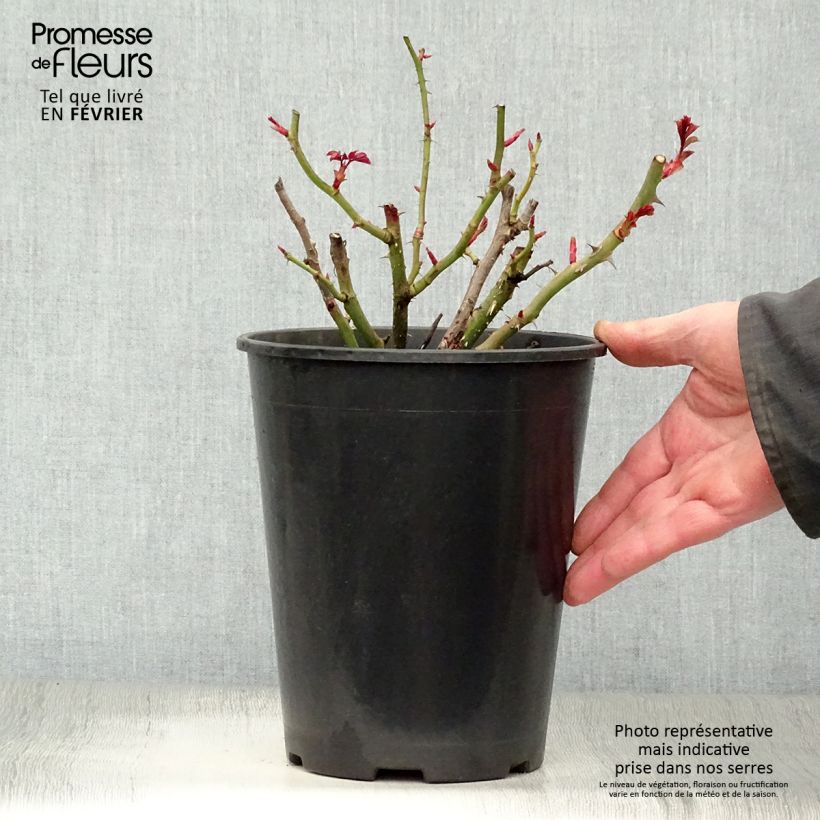 Rosa polyantha Oranges and Lemons Vaso da 2L/3L esemplare consegnato in inverno