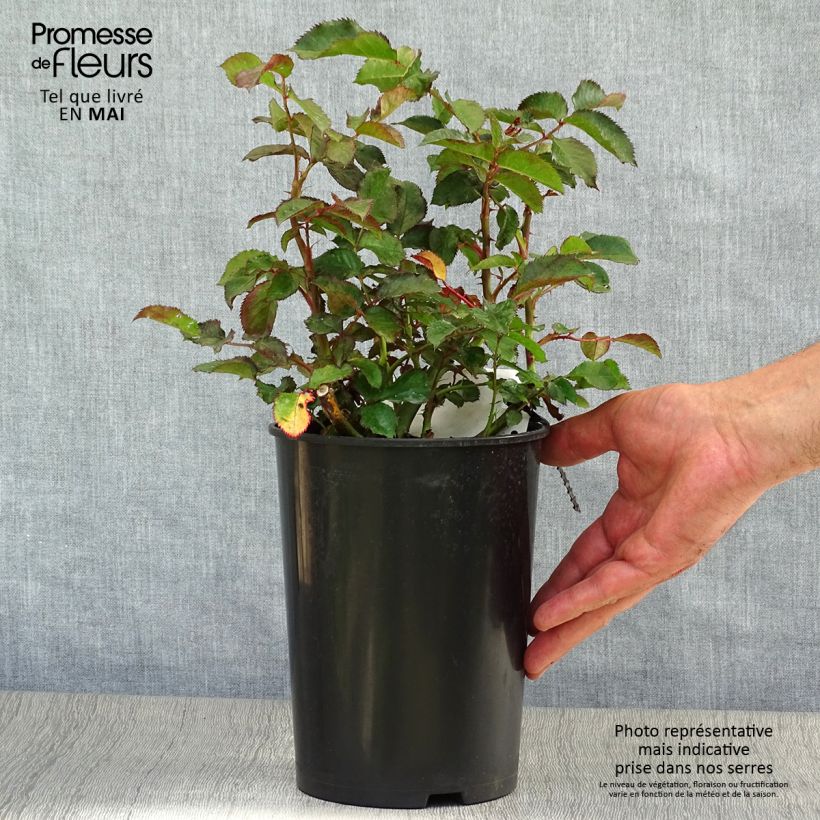 Rosa polyantha Oranges and Lemons Vaso da 2L/3L esemplare consegnato in primavera