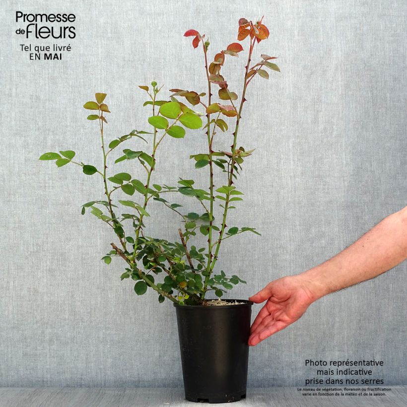 Rosa polyantha Park Abbey Rose Vaso da 4L/5L esemplare consegnato in primavera