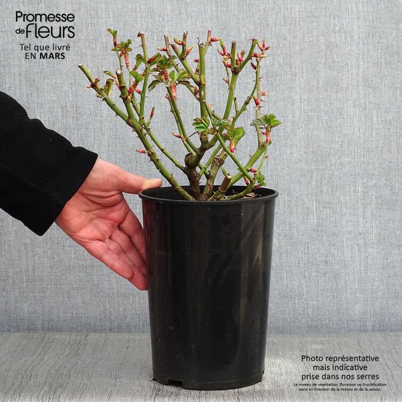 Rosa polyantha Pomponella Vaso da 4L/5L esemplare consegnato in inverno