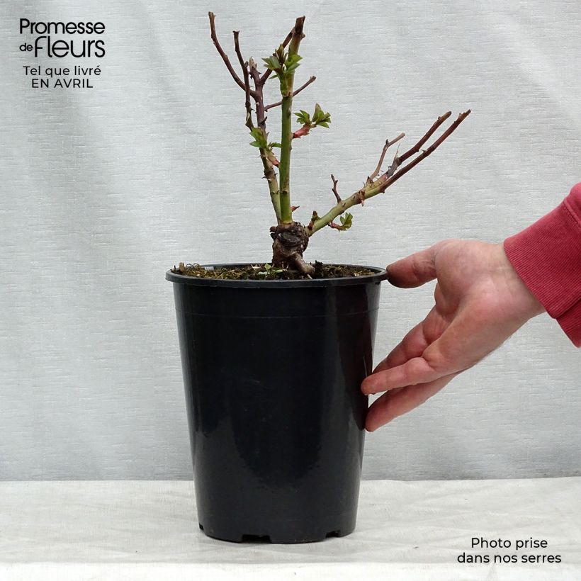 Rosa polyantha Pomponella Vaso da 4L/5L esemplare consegnato in primavera