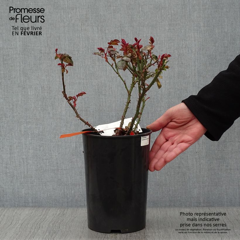 Rosa polyantha Red Leonardo da Vinci Vaso da 4L/5L esemplare consegnato in inverno