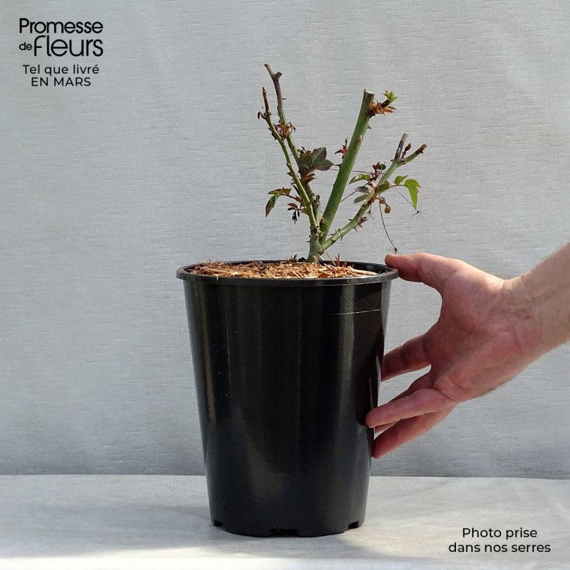 Rosa polyantha Remembrance Vaso da 2L/3L esemplare consegnato in primavera