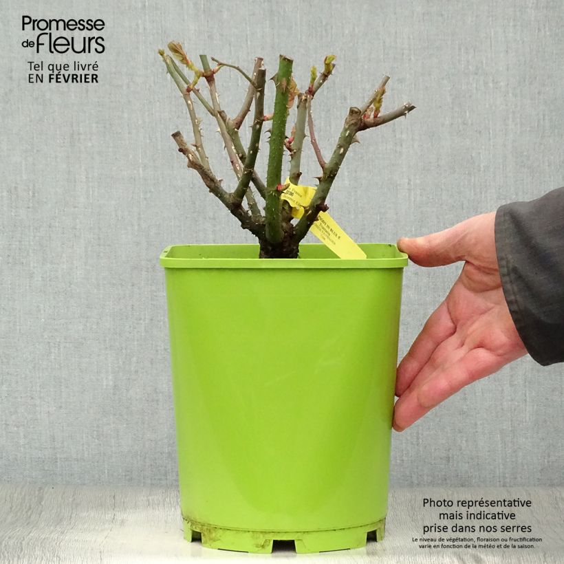 Rosa Floribunda Rhapsody In Blue Vaso da 4L/5L esemplare consegnato in inverno