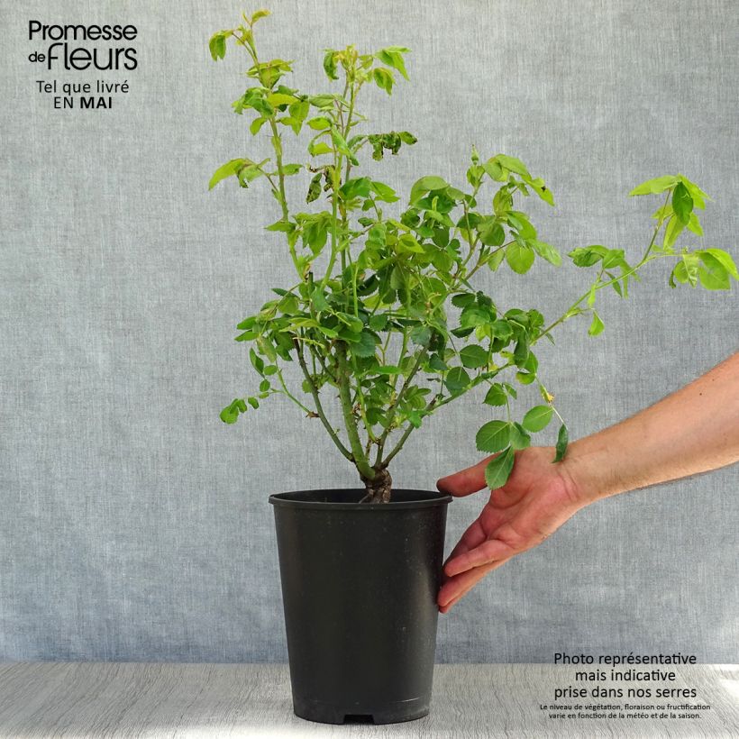 Rosa Floribunda Rhapsody In Blue Vaso da 4L/5L esemplare consegnato in primavera