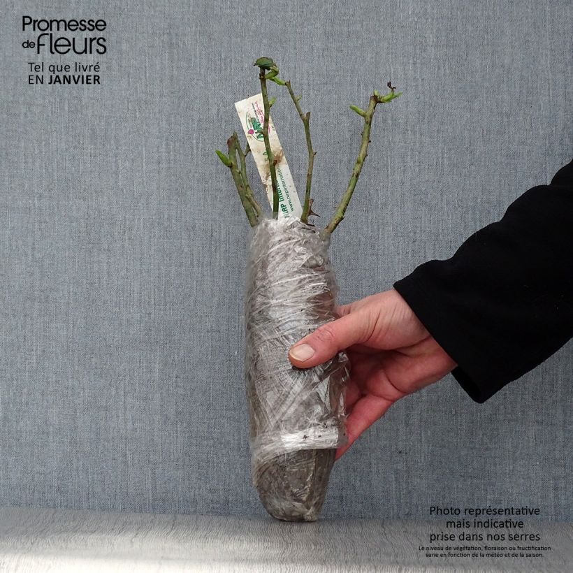 Rosa polyantha Salto Zolla a radice nuda esemplare consegnato in inverno