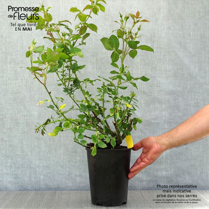 Rosa polyantha Scentimental Vaso da 4L/5L esemplare consegnato in primavera