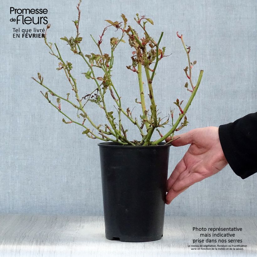 Rosa polyantha Schöne Koblenzerin Vaso da 2L/3L esemplare consegnato in inverno