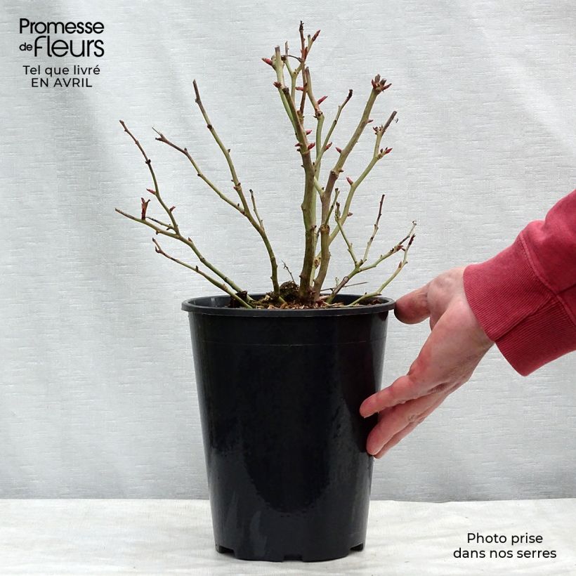 Rosa polyantha Schöne Koblenzerin Vaso da 2L/3L esemplare consegnato in primavera