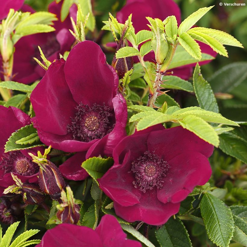 Rosa rugosa Strandperle (Fioritura)