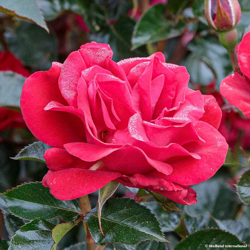 Rosa polyantha Summer Sangria 'Meizilena' (Fioritura)