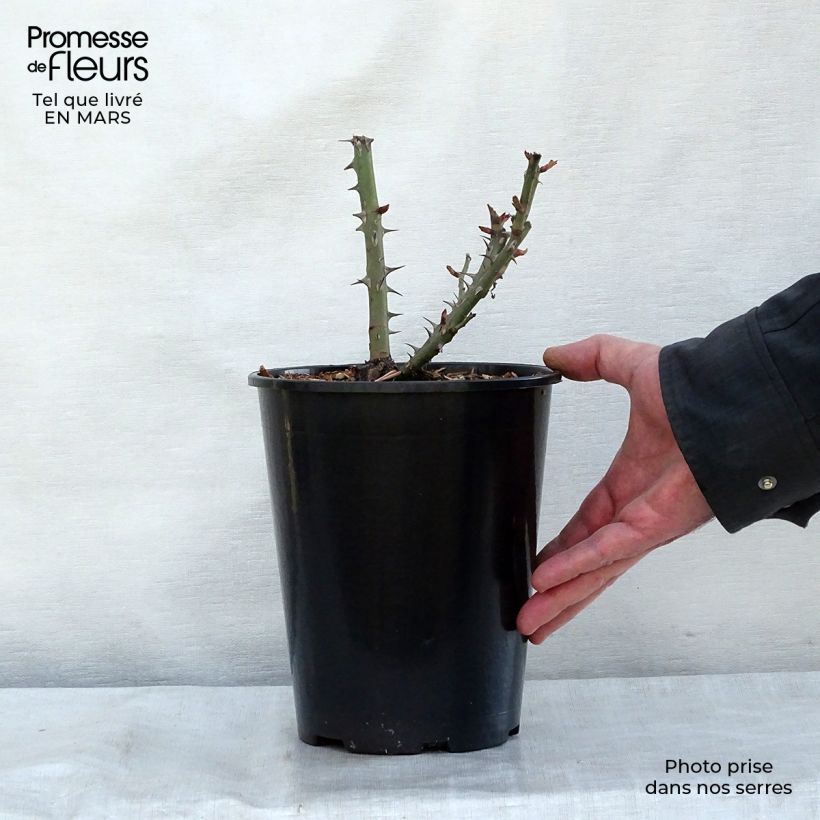 Rosa moderno Summer of Love Vaso da 2L/3L esemplare consegnato in inverno