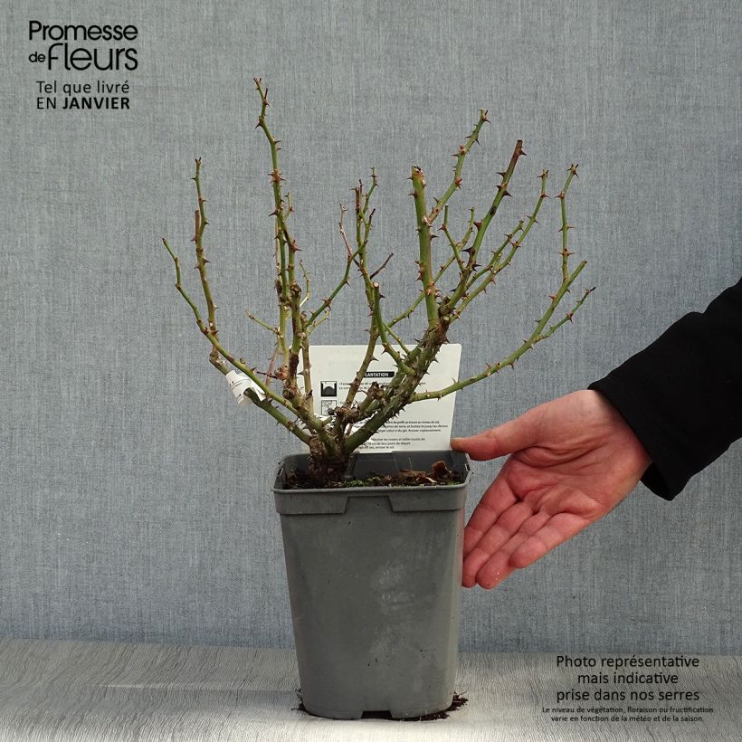 Rosa Floribunda Utopia Vaso da 3L/4L esemplare consegnato in inverno