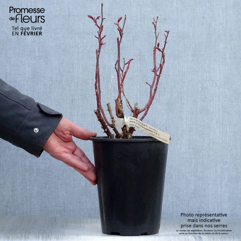 Rosa Floribunda Ville de Saumur Vaso da 4L/5L esemplare consegnato in inverno