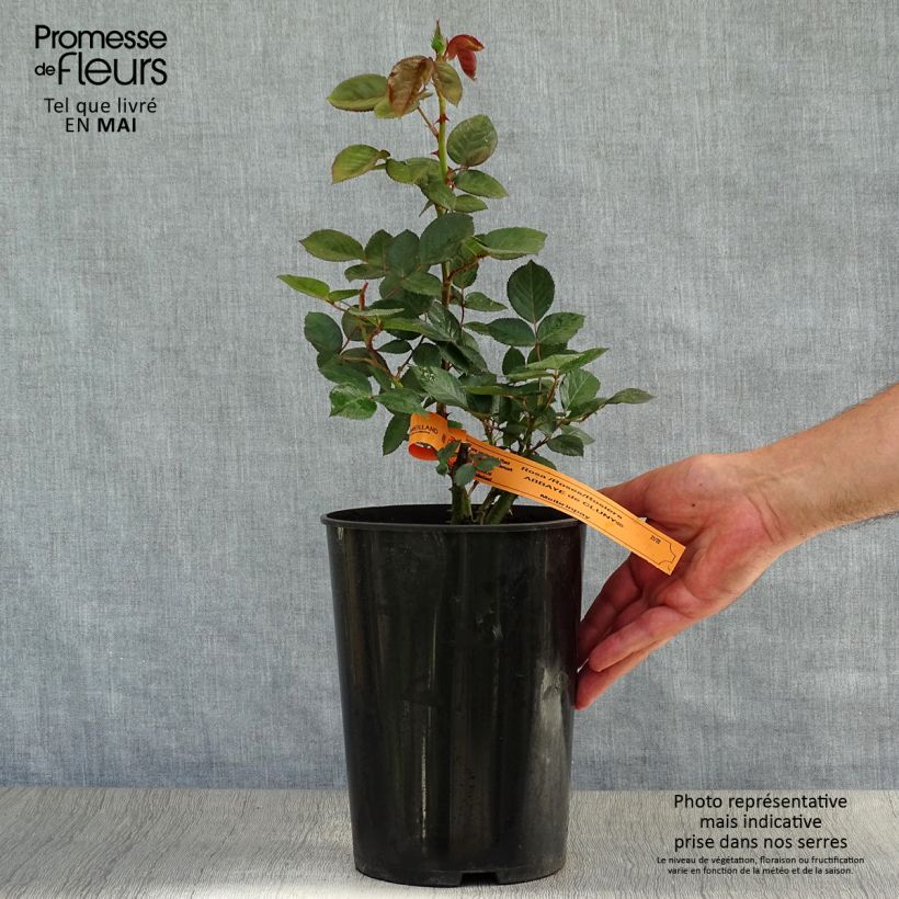 Rosa Abbaye de Cluny Vaso da 4L/5L esemplare consegnato in primavera