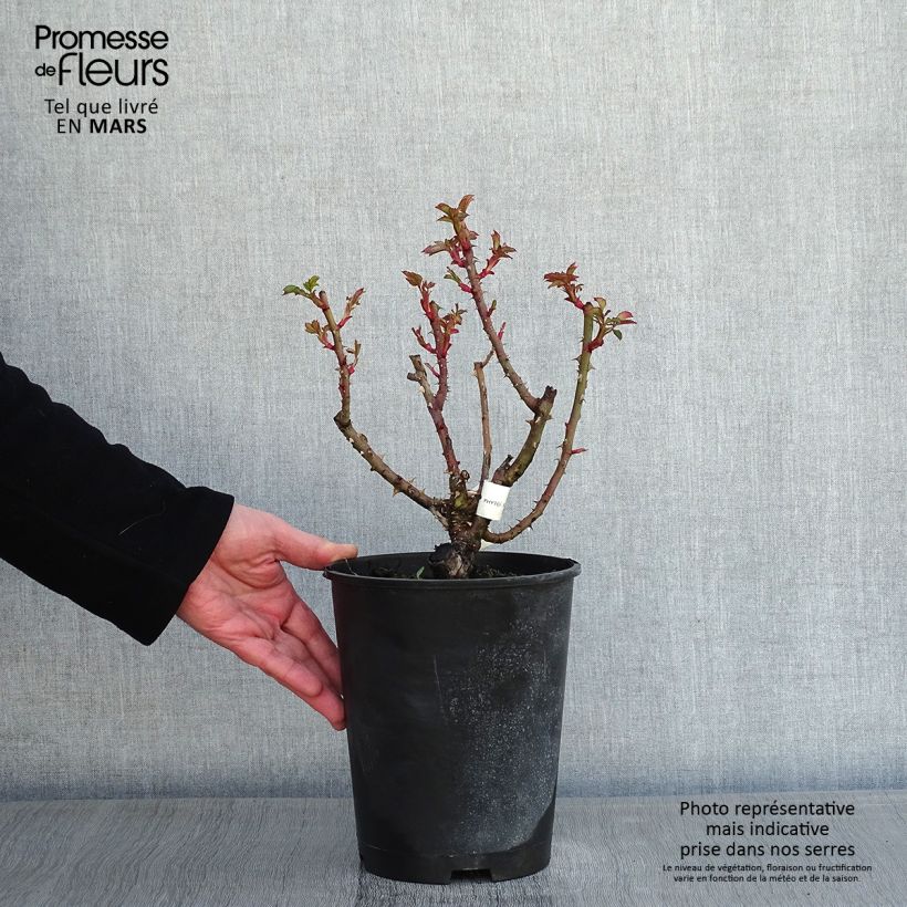 Rosa Agnès B Vaso da 4L/5L esemplare consegnato in inverno