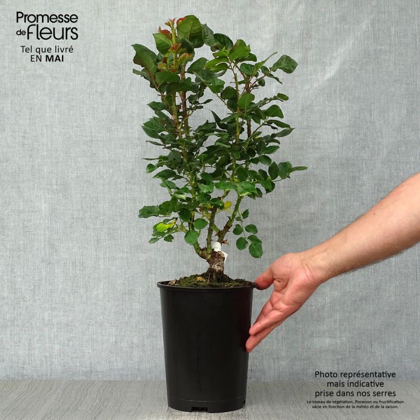 Rosa Agnès B Vaso da 4L/5L esemplare consegnato in primavera