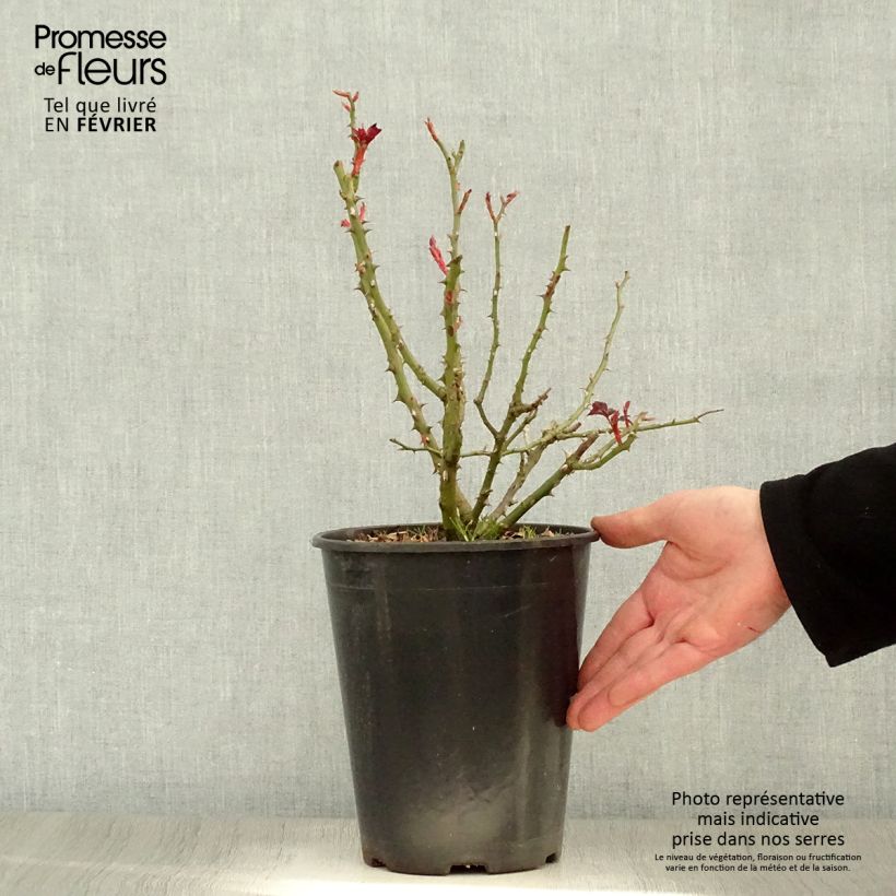 Rosa persica Alissar Princess of Phoenicia Vaso da 4L/5L esemplare consegnato in inverno