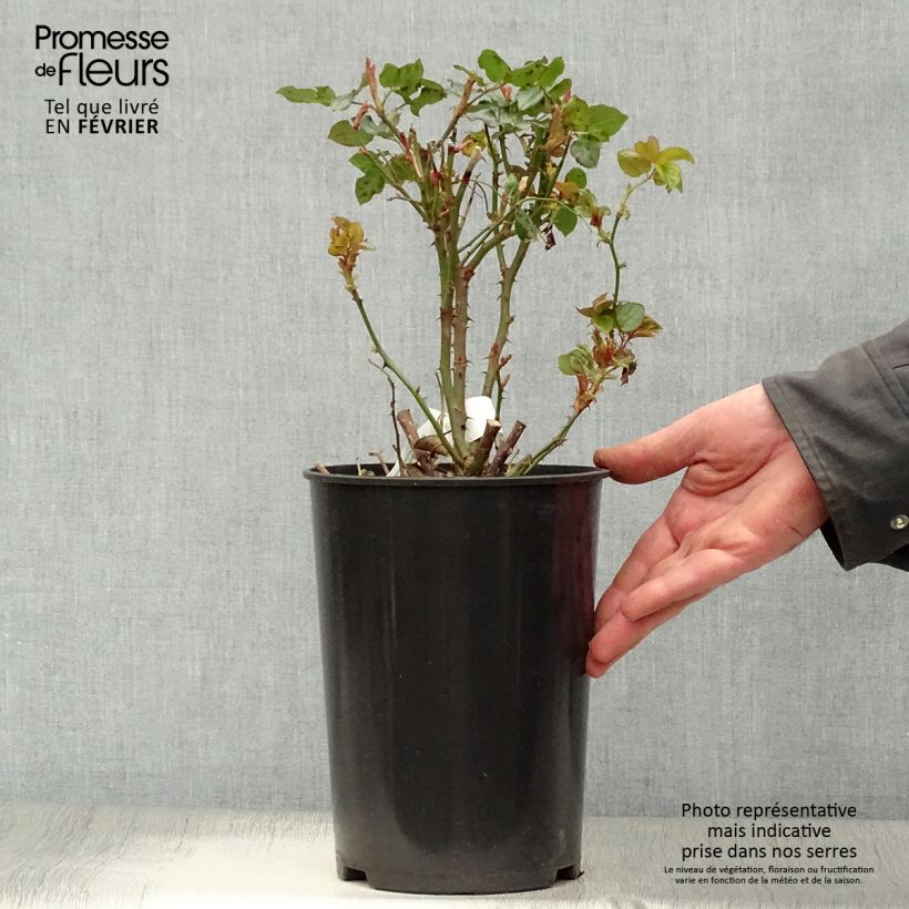 Rosa Anastasia - Rose ibrida di tea Vaso da 4L/5L esemplare consegnato in inverno