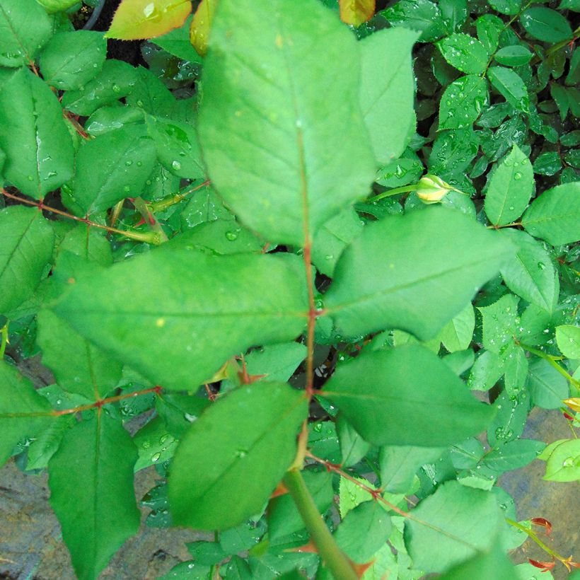 Rosa André Willemse (Fogliame)
