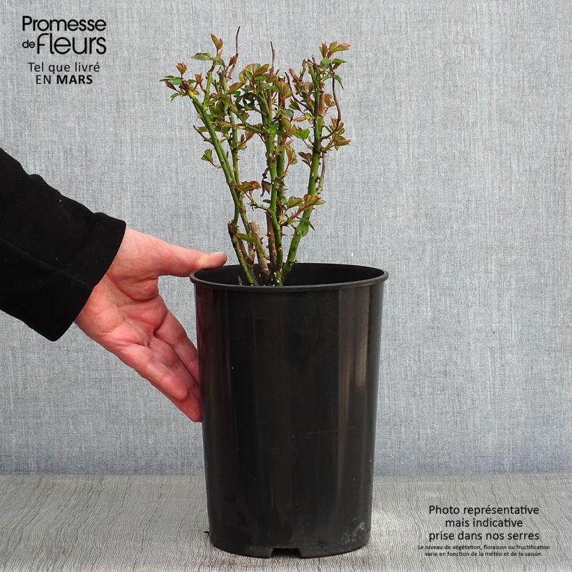 Rosa Annapurna Vaso da 4L/5L esemplare consegnato in inverno