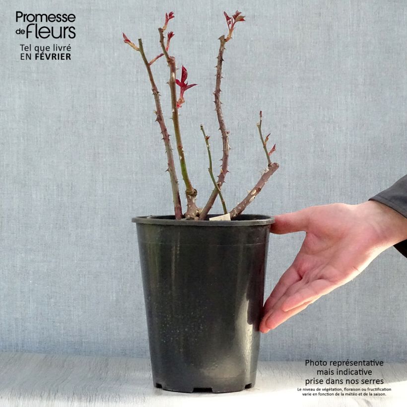 Rosa Anne Vanderlove - Rose ibrida di tea Vaso da 4L/5L esemplare consegnato in inverno